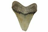 Serrated, Fossil Megalodon Tooth - North Carolina #271114-1